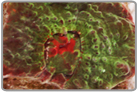 Red Eye Chalice Coral